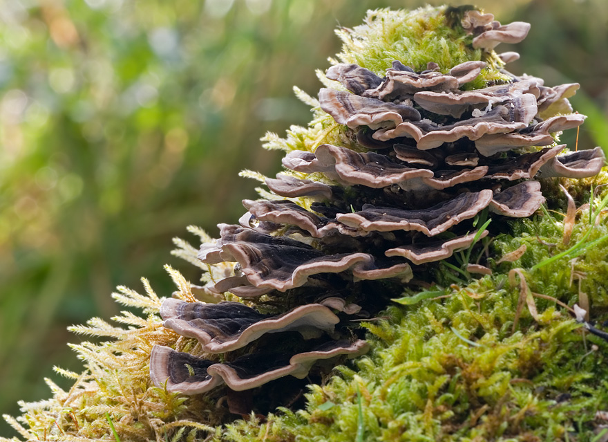 Trametes versicolor